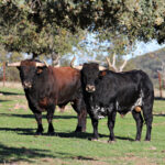 El Ventorrillo. Camada 2020.