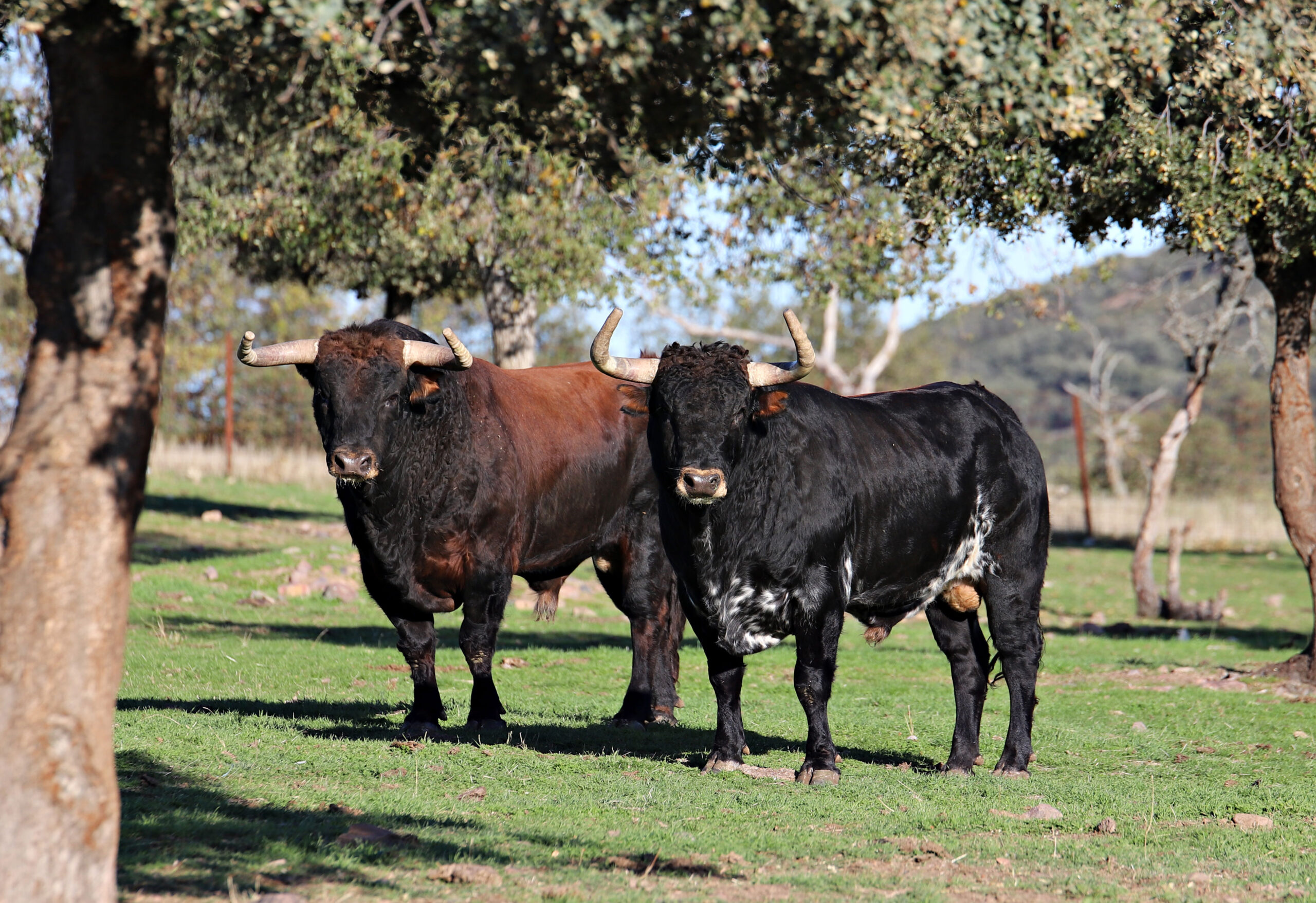 El Ventorrillo. Camada 2020.