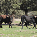 El Ventorrillo. Camada 2020.