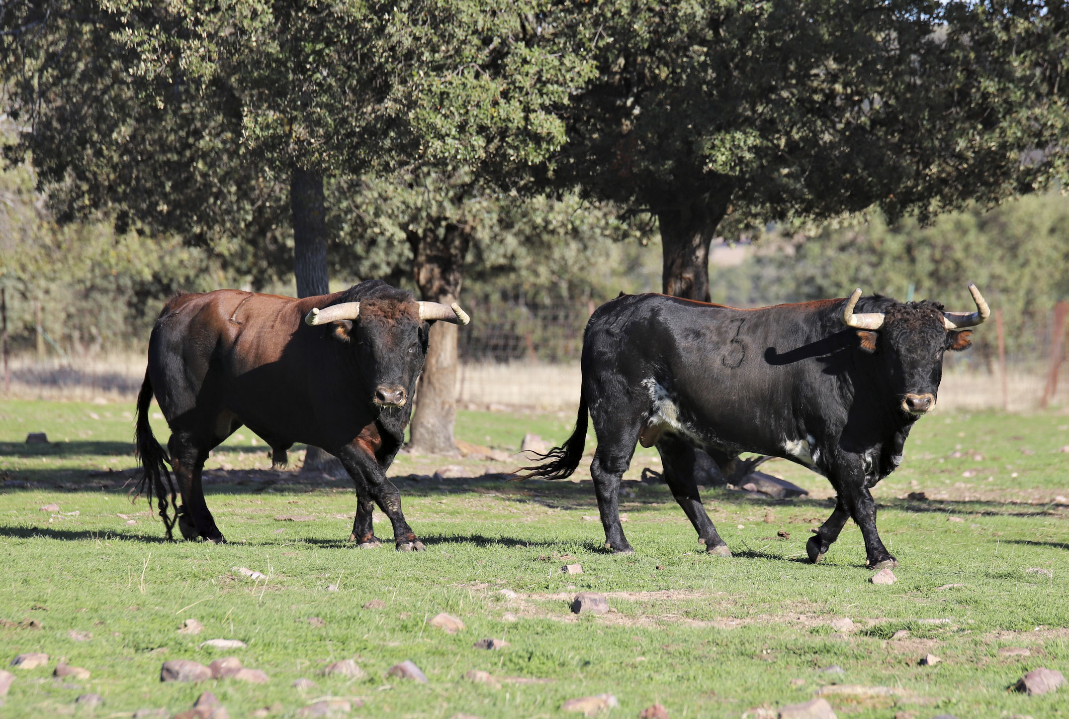 El Ventorrillo. Camada 2020.