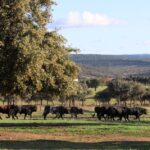 El Ventorrillo. Camada 2020.