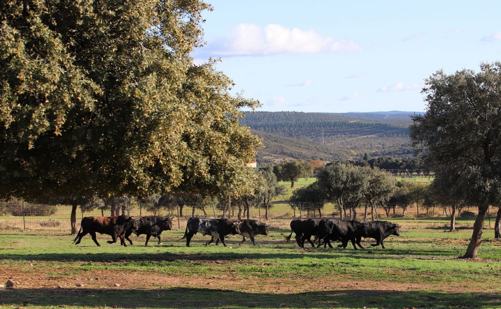 El Ventorrillo. Camada 2020.