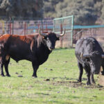 El Ventorrillo. Camada 2020.