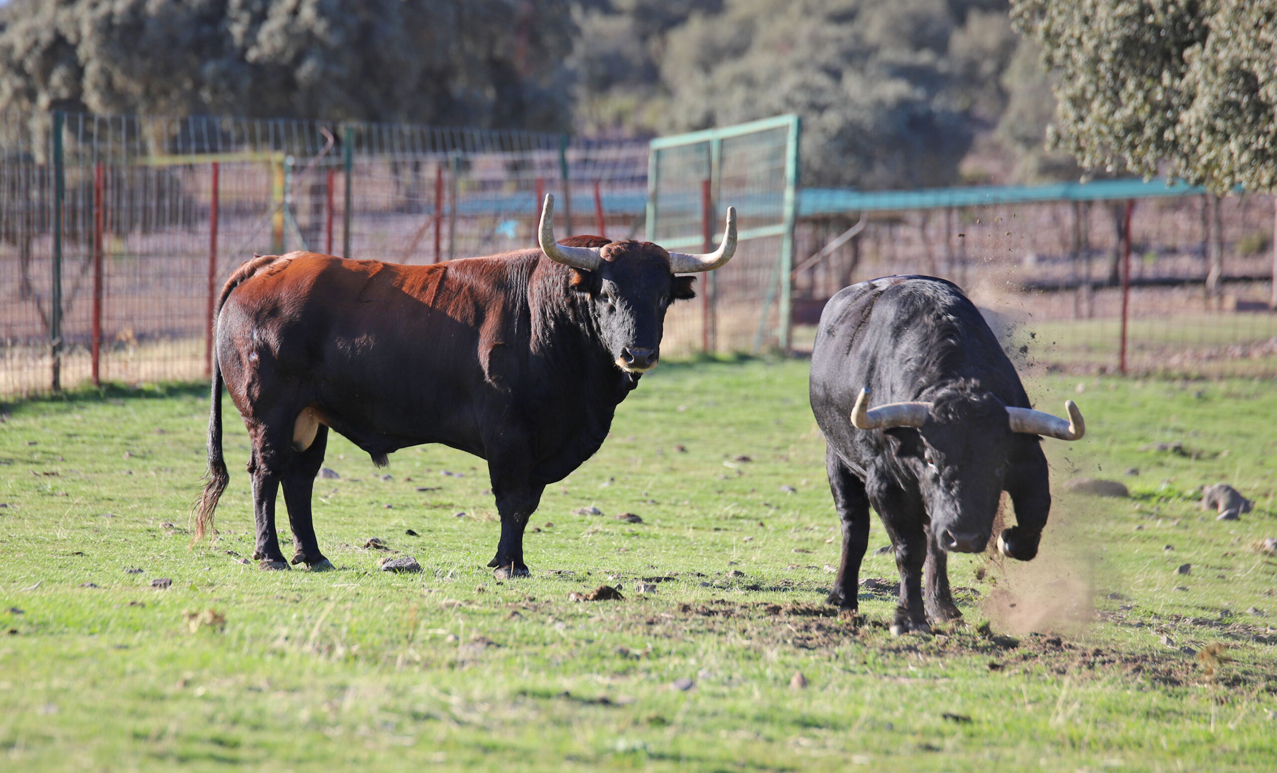 El Ventorrillo. Camada 2020.