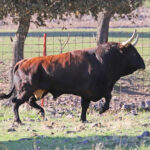 El Ventorrillo. Camada 2020.