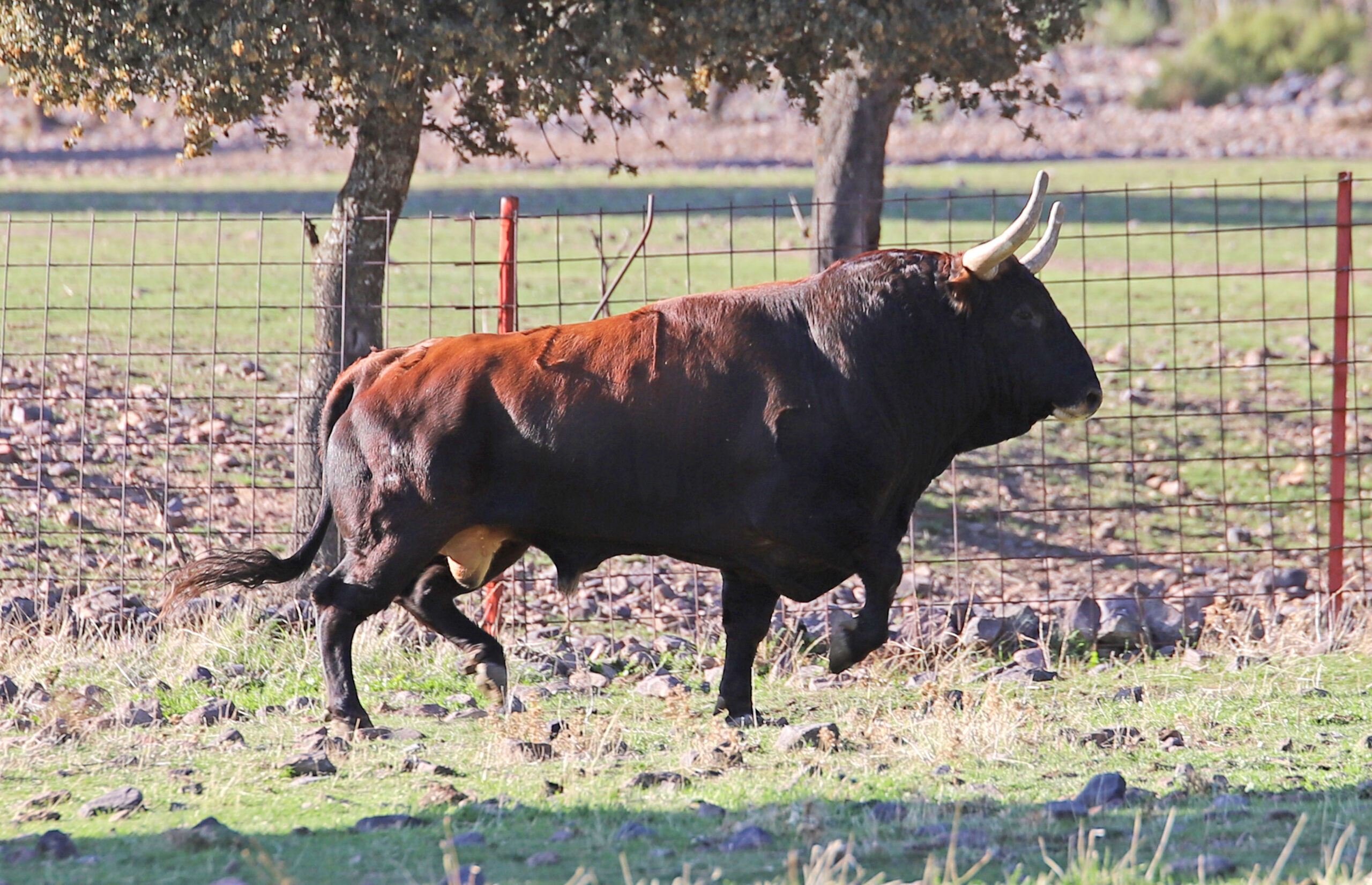 El Ventorrillo. Camada 2020.