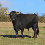 El Ventorrillo. Camada 2020.