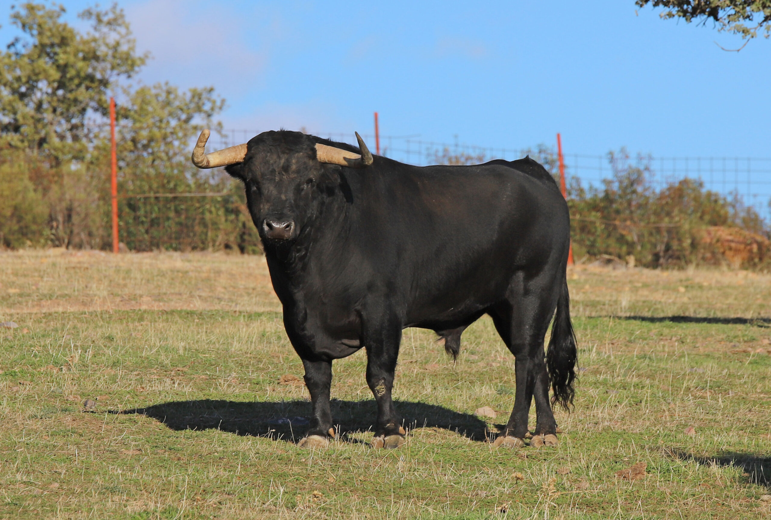 El Ventorrillo. Camada 2020.