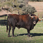 El Ventorrillo. Camada 2020.