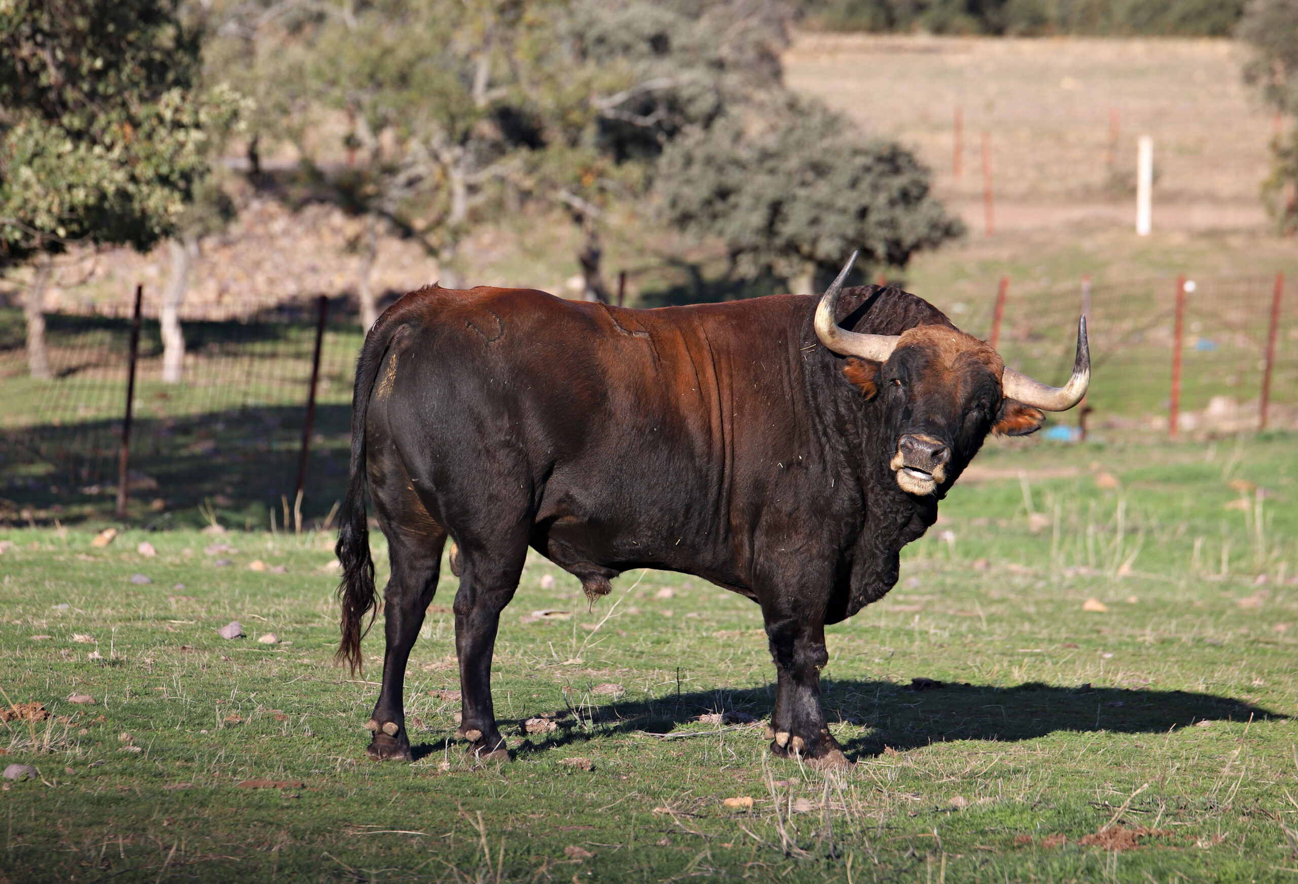 El Ventorrillo. Camada 2020.