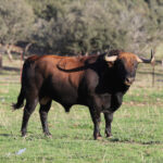 El Ventorrillo. Camada 2020.