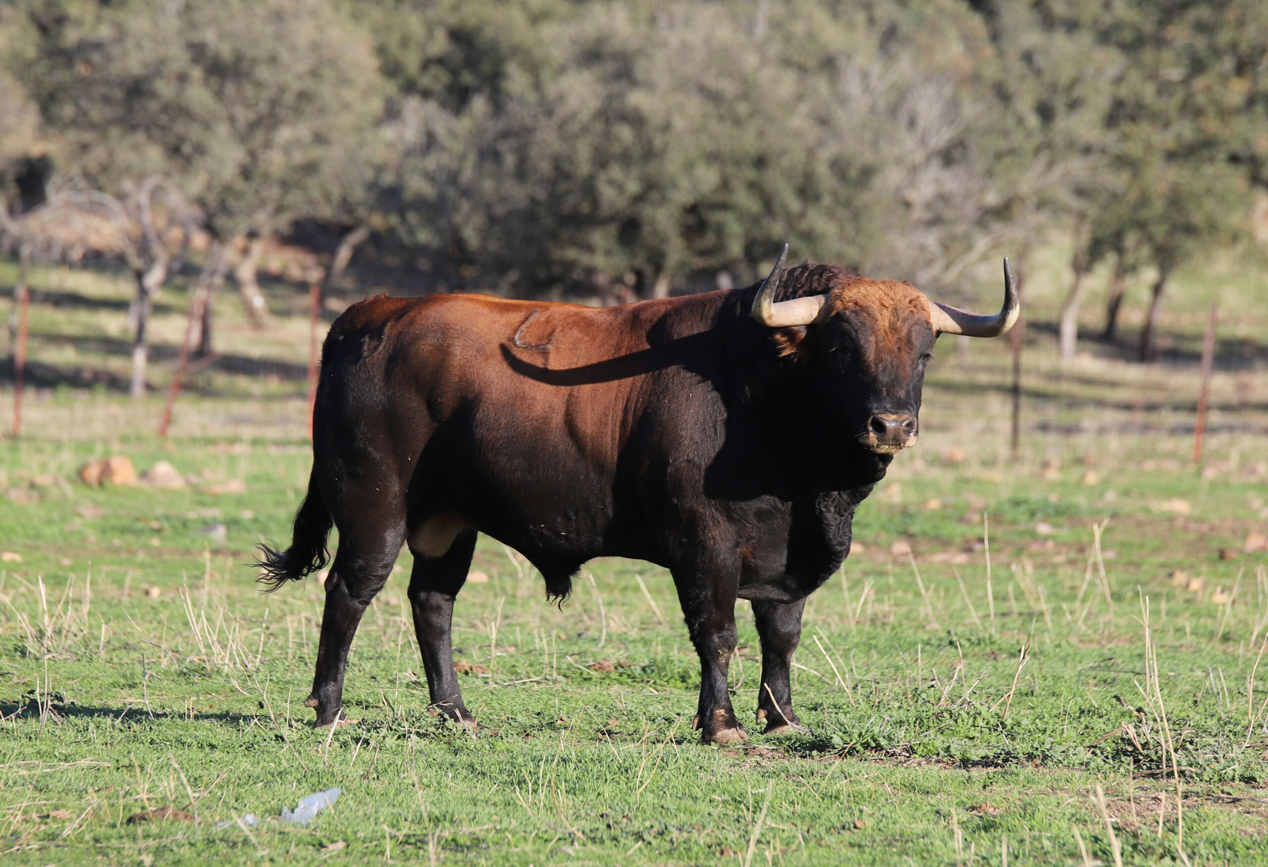 El Ventorrillo. Camada 2020.