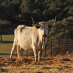 El Ventorrillo. Camada 2020.