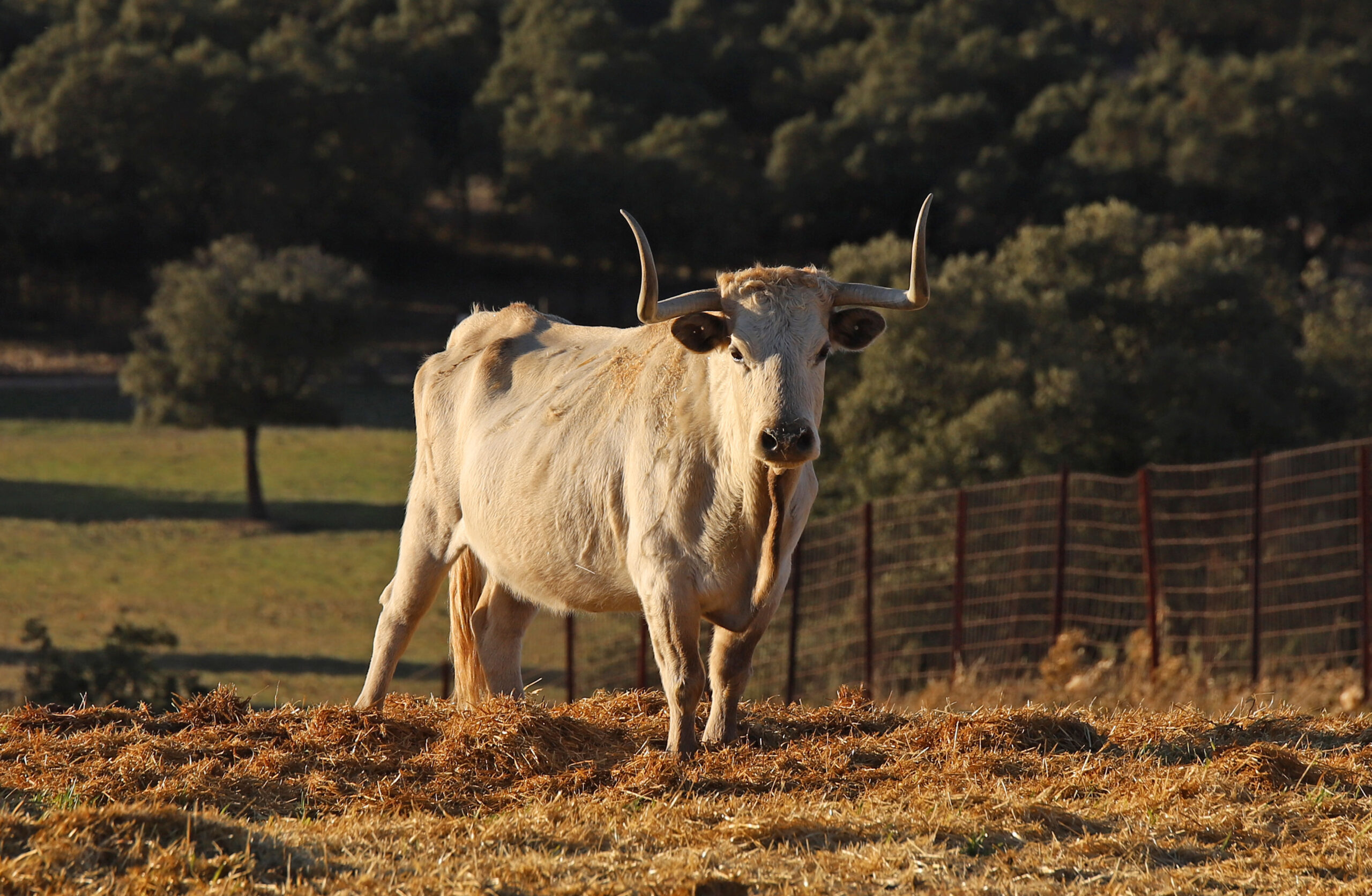 El Ventorrillo. Camada 2020.