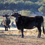 El Ventorrillo. Camada 2020.