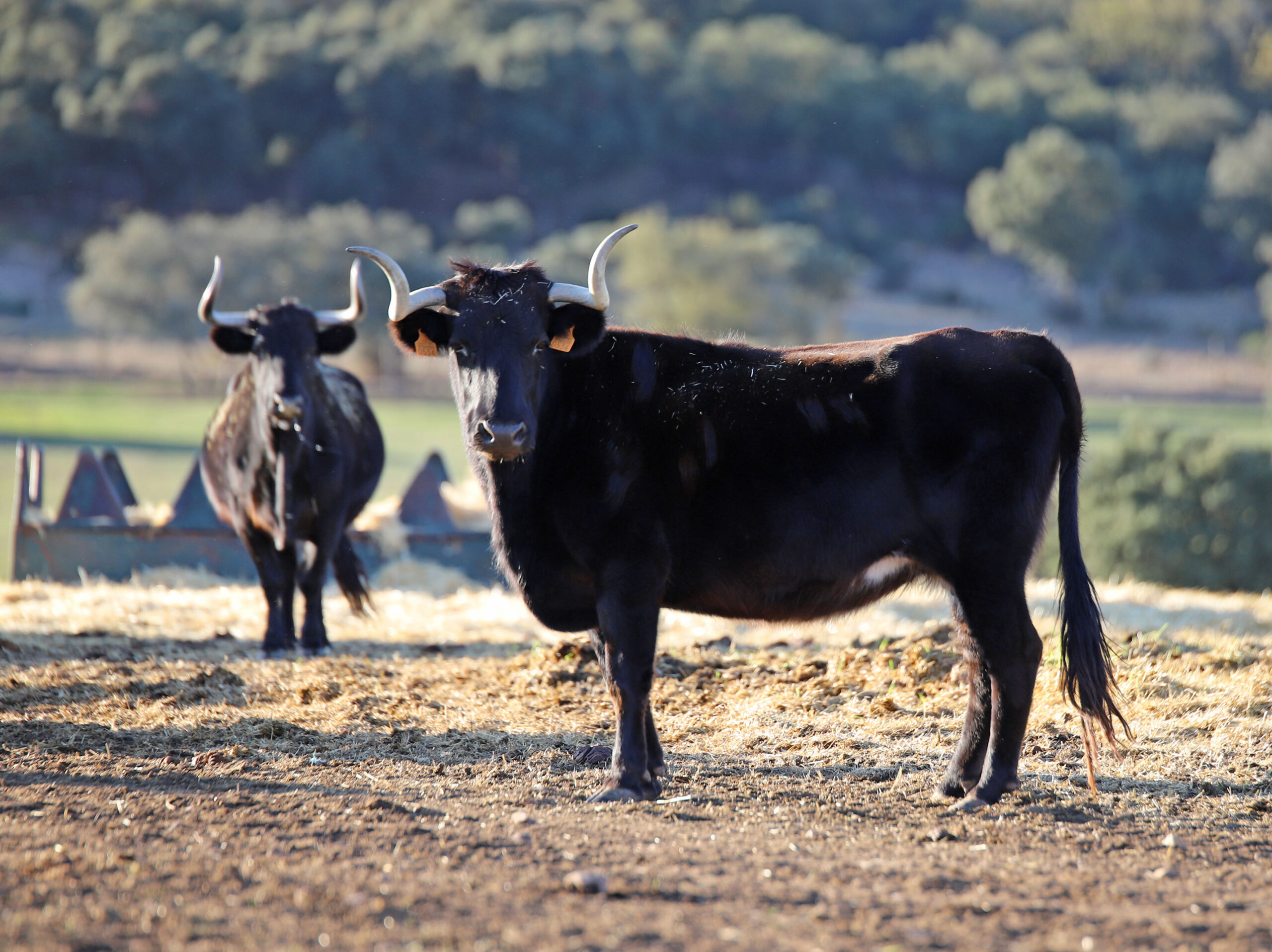 El Ventorrillo. Camada 2020.