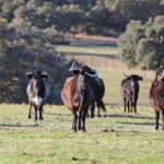El Ventorrillo. Camada 2020.