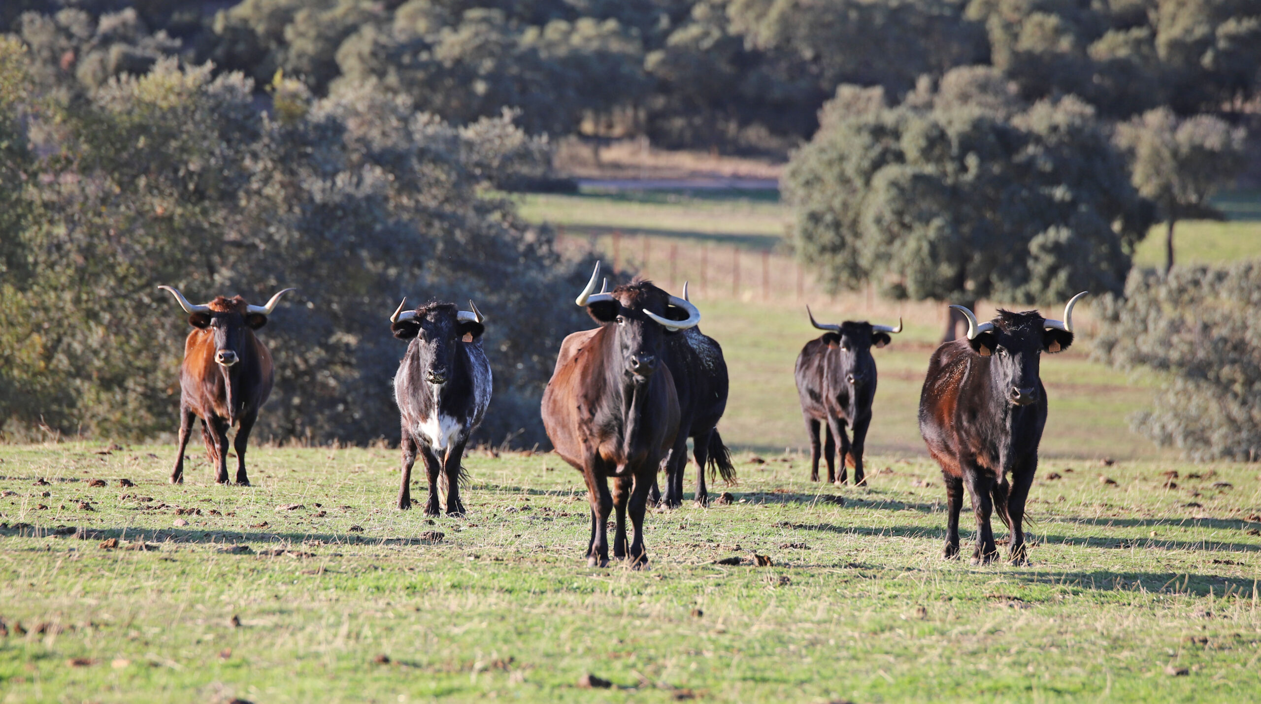 El Ventorrillo. Camada 2020.