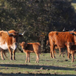 El Ventorrillo. Camada 2020.