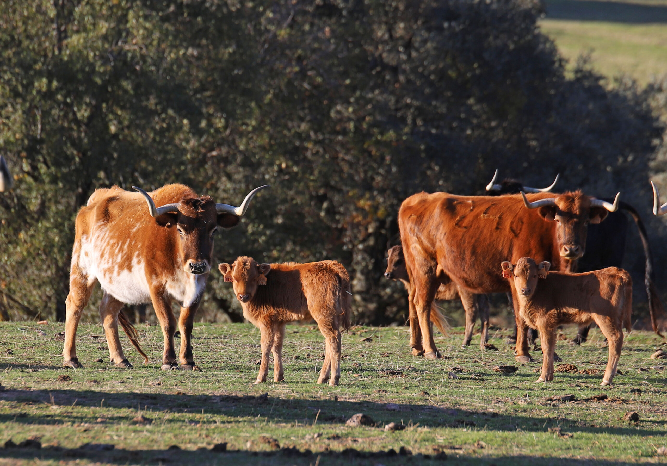 El Ventorrillo. Camada 2020.