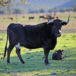 El Ventorrillo. Camada 2020.