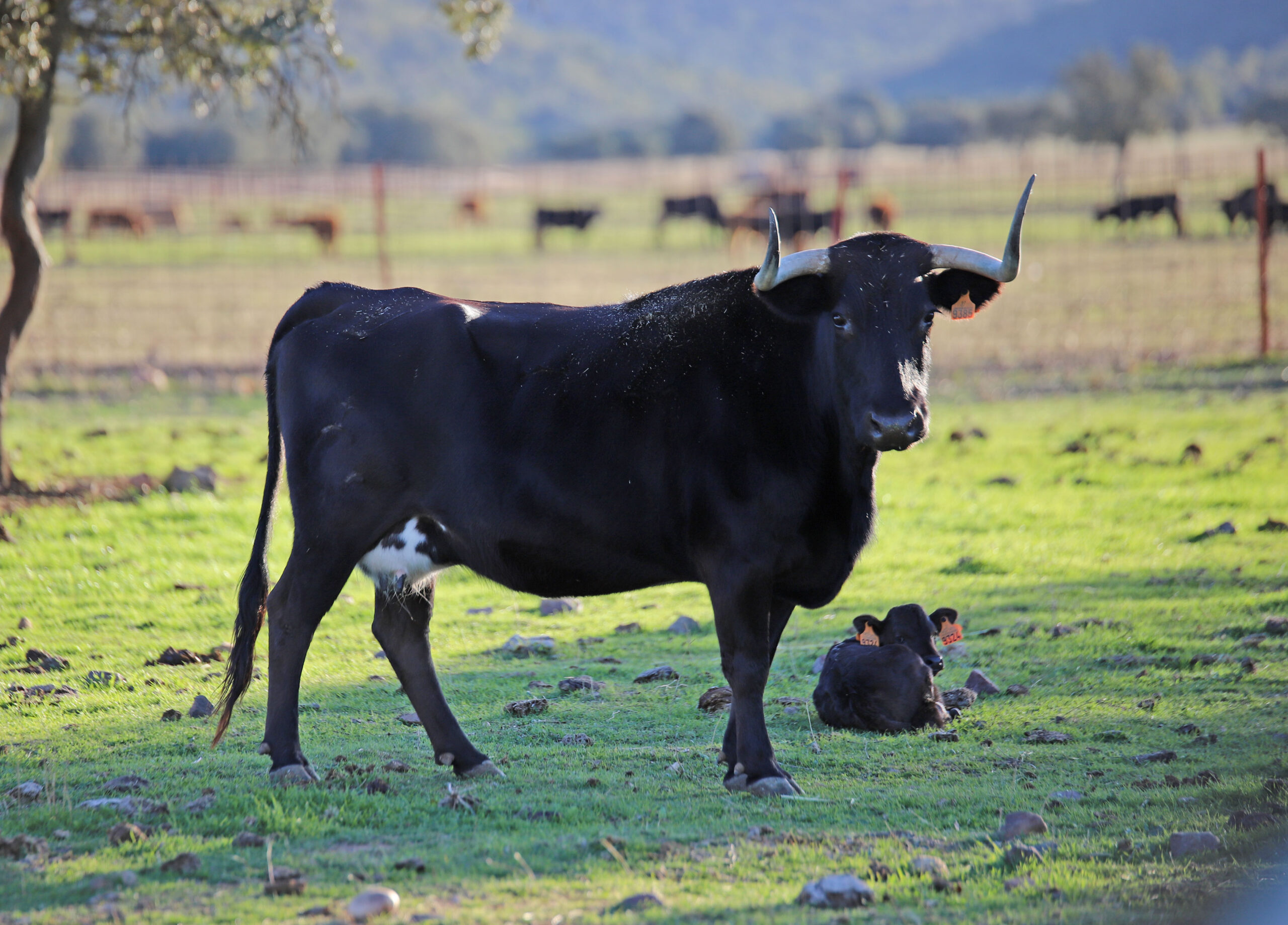 El Ventorrillo. Camada 2020.