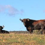 El Ventorrillo. Camada 2020.