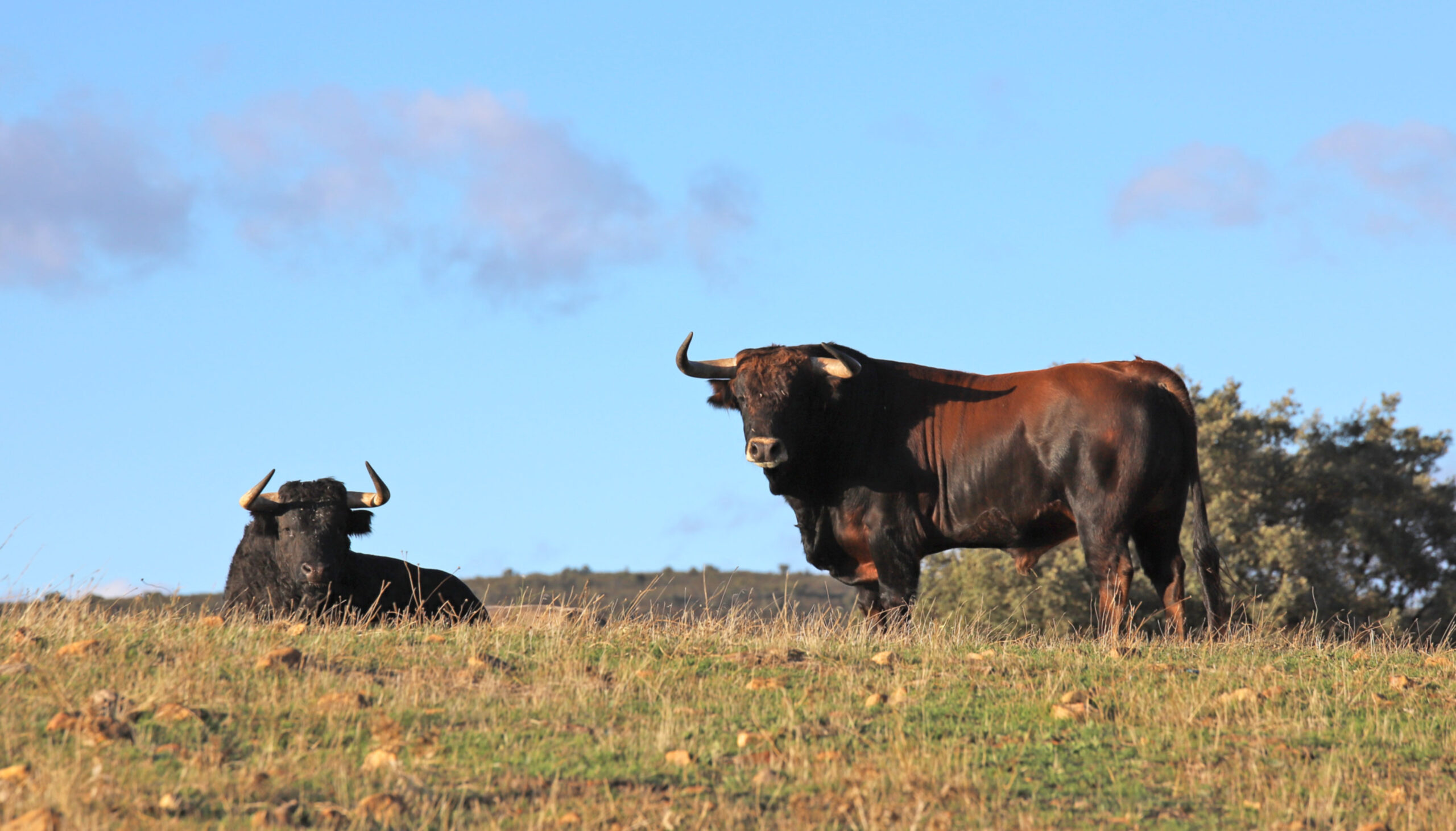 El Ventorrillo. Camada 2020.