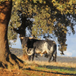 El Ventorrillo. Camada 2020.