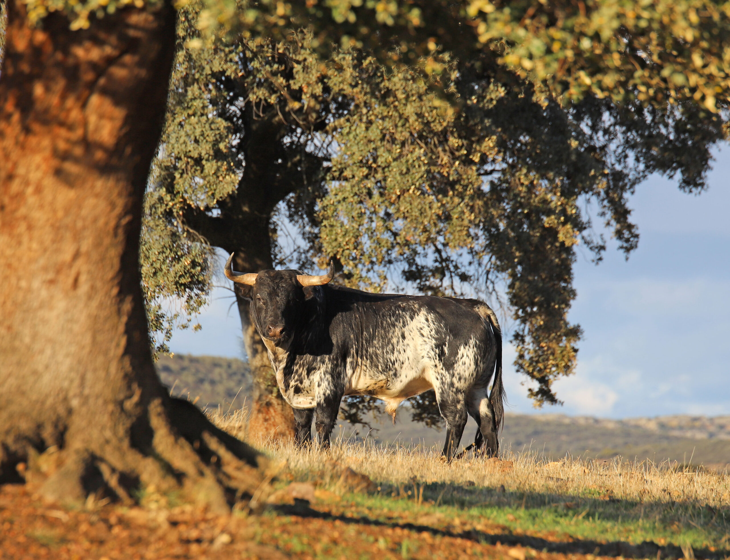 El Ventorrillo. Camada 2020.