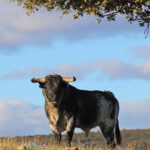 El Ventorrillo. Camada 2020.