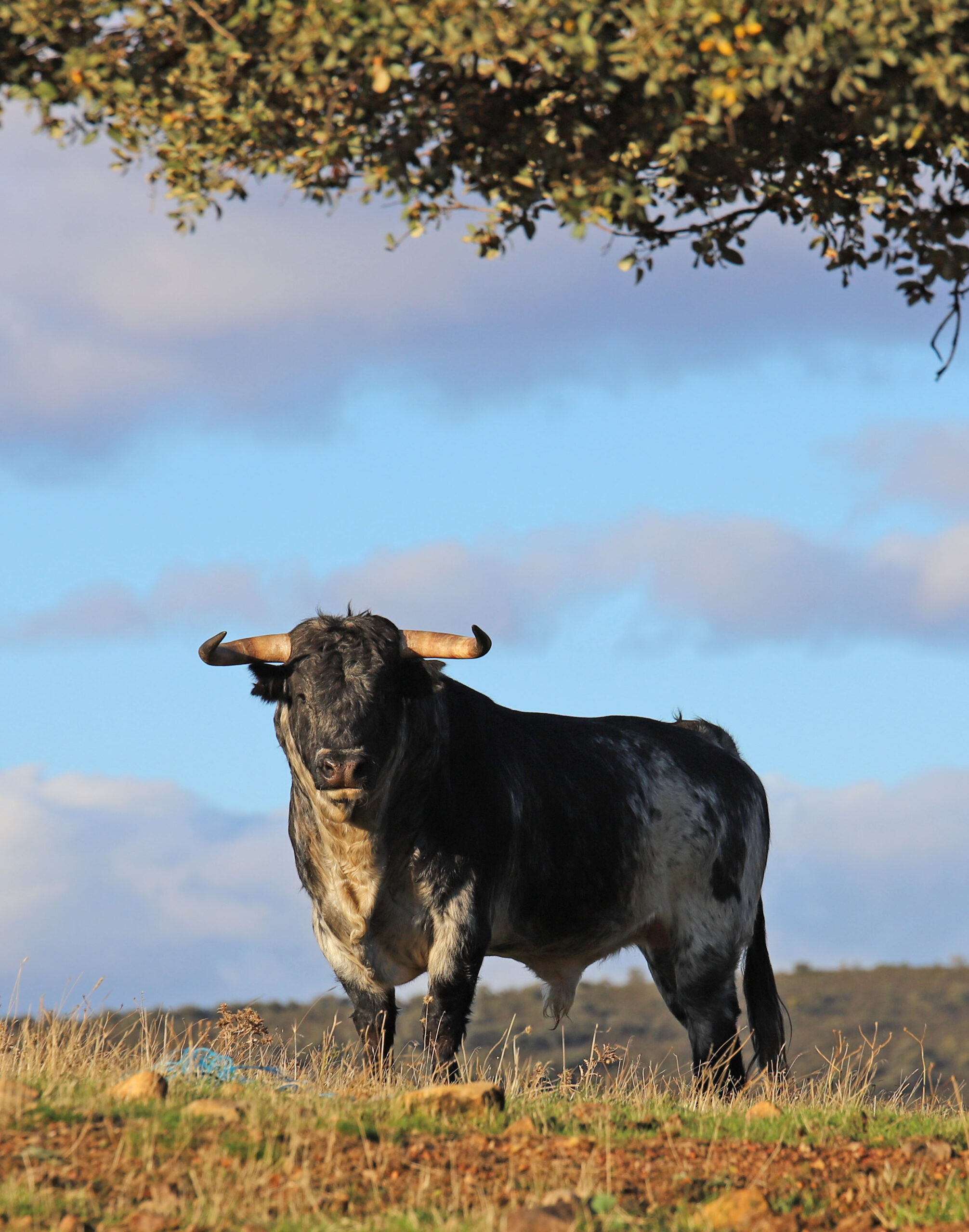 El Ventorrillo. Camada 2020.