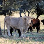 El Ventorrillo. Camada 2020.