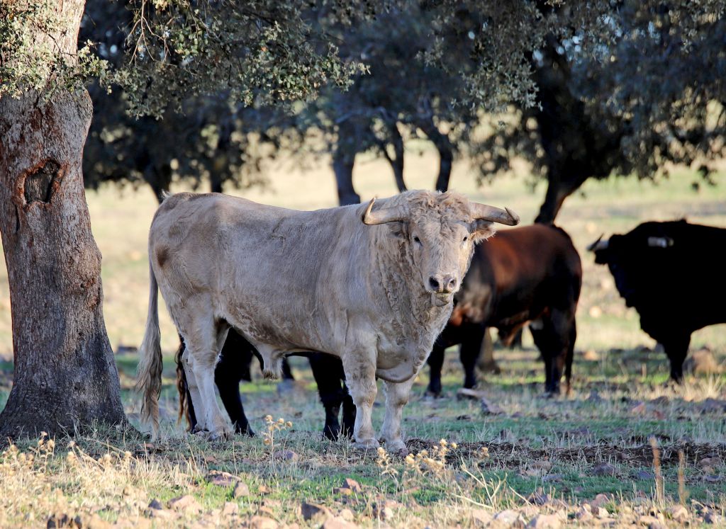 El Ventorrillo. Camada 2020.