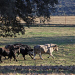 El Ventorrillo. Camada 2020.