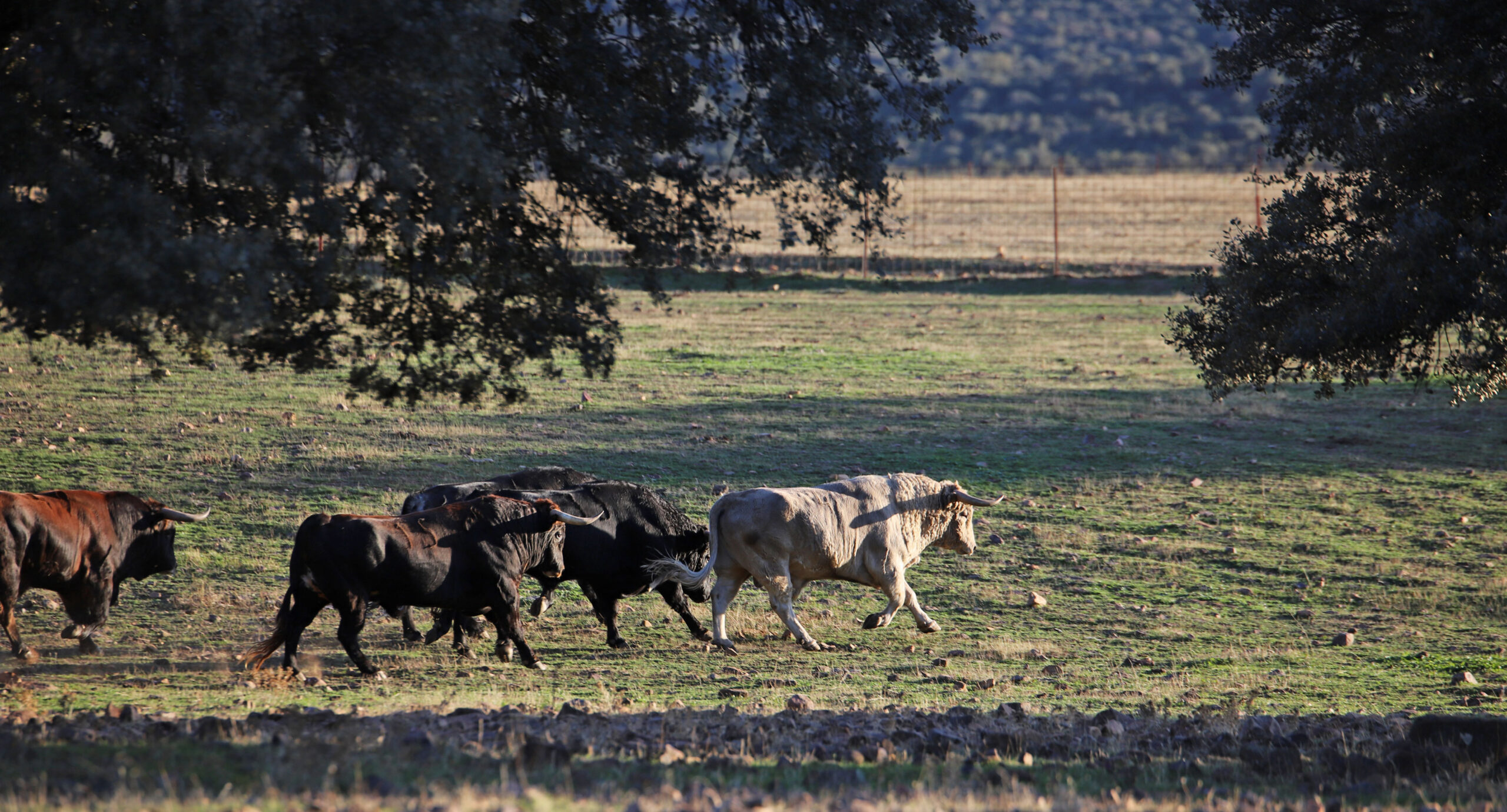 El Ventorrillo. Camada 2020.