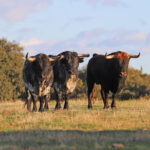 El Ventorrillo. Camada 2020.