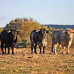 El Ventorrillo. Camada 2020.