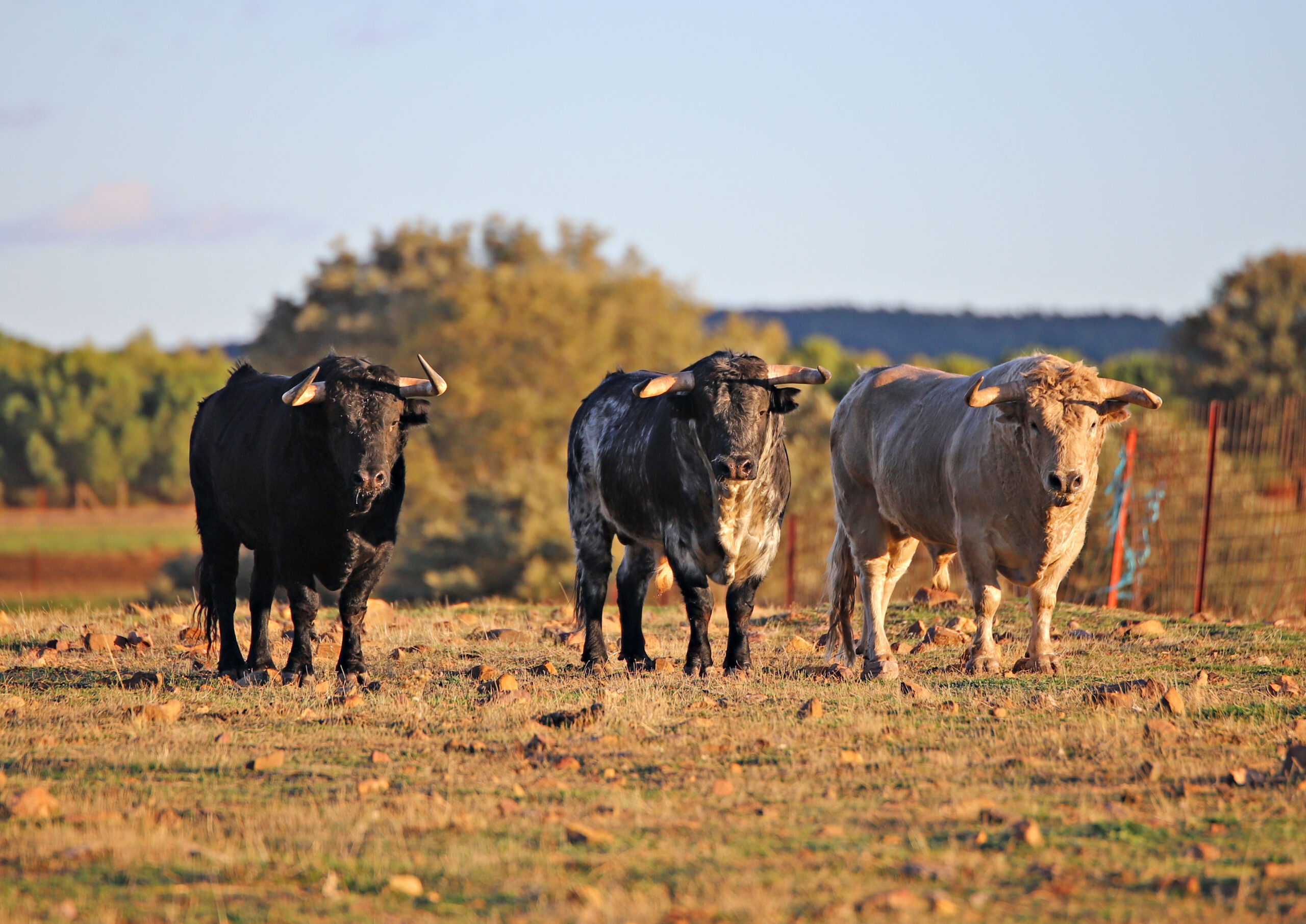 El Ventorrillo. Camada 2020.