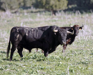Arrojado, el histórico toro de Núñez del Cuvillo indultado en Sevilla, disfrutando de su condición de semental.