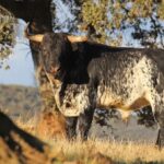 El Ventorrillo. Camada 2020.