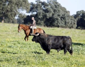 Los toros de Cuadri para el 13 de junio de 2019