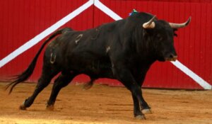 Aignan (Francia) - Corrida de toros - Desafío ganadero - Domingo 1 de abril de 2018