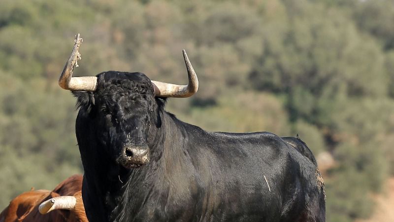 Ricardo Gallardo: “La autoridad te dice falta de trapío y a correr, sin que tengan clara siquiera esa idea”