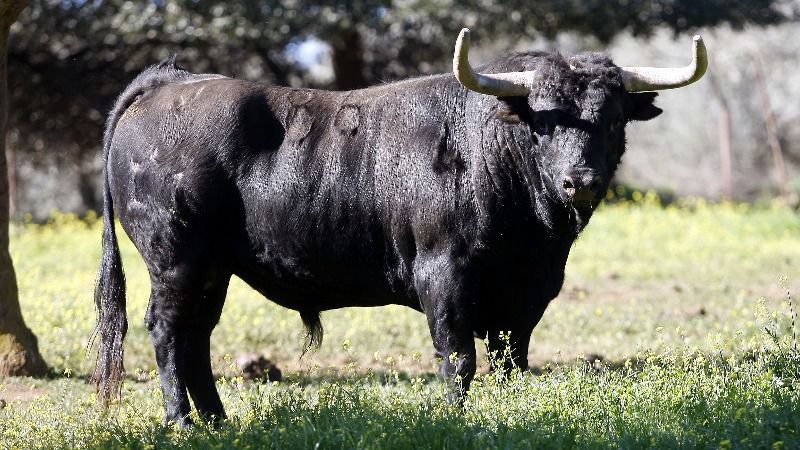 Jandilla, dos nuevos destinos en 2020