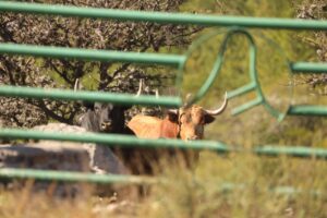 Toros de Barralva para La México, 15 de diciembre de 2019.