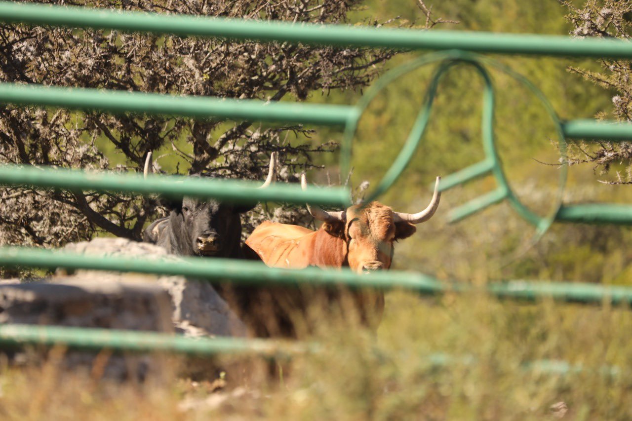 Serio encierro de Barralva para este domingo en La México