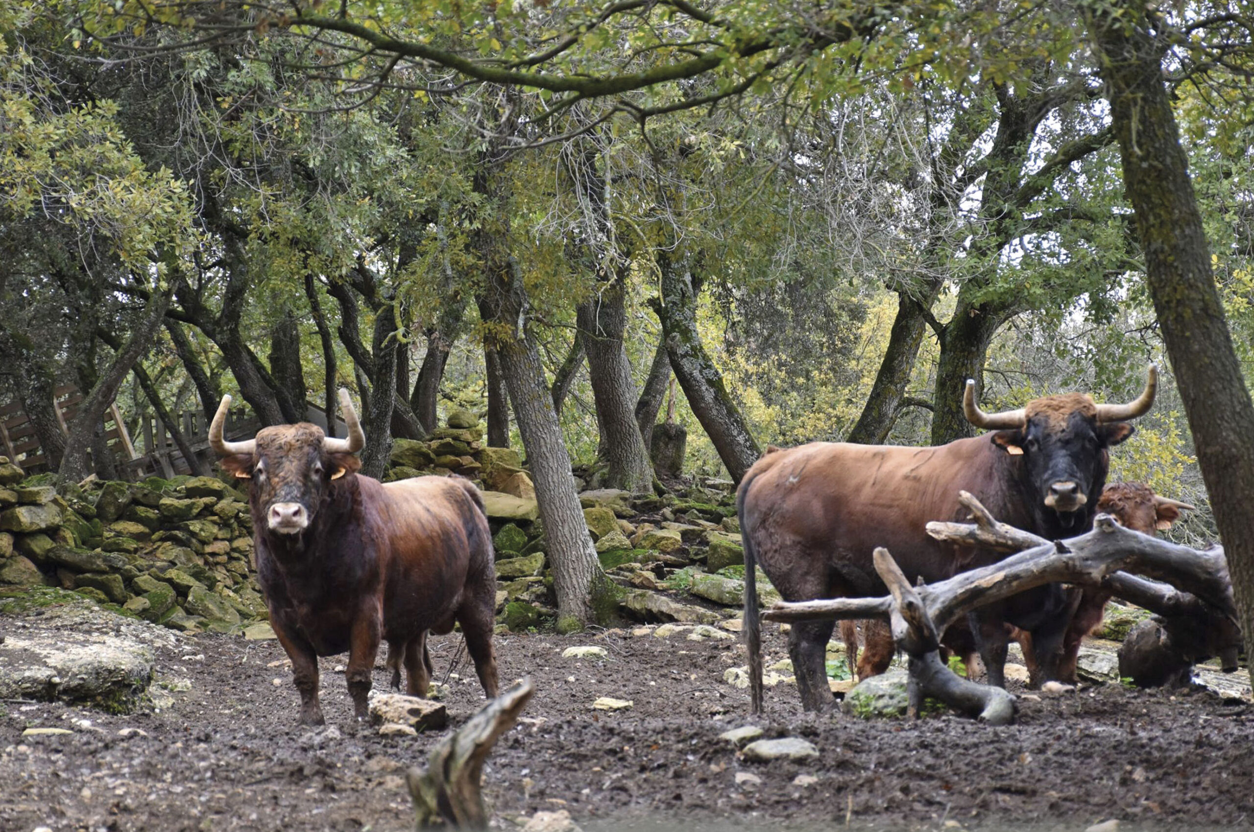 Un viaje a los orígenes del toro de lidia