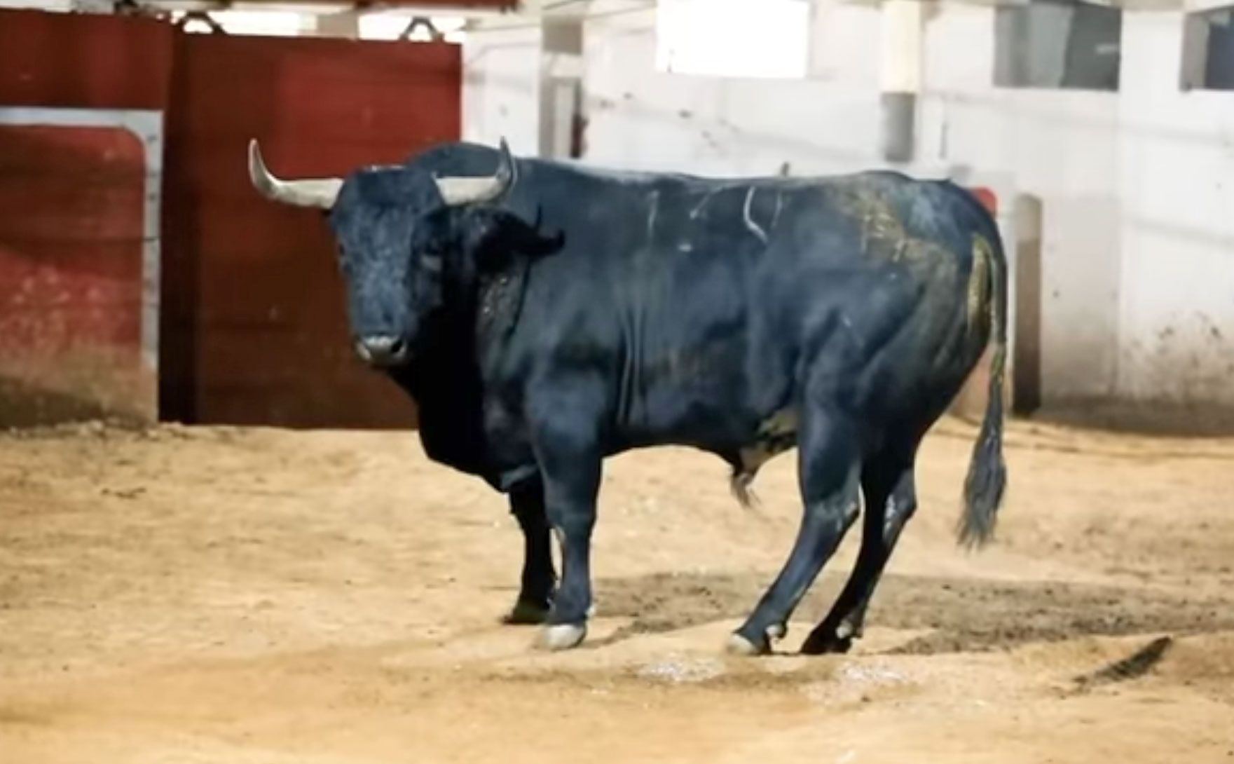 Los toros del regreso de Begoña a la México 23 años después