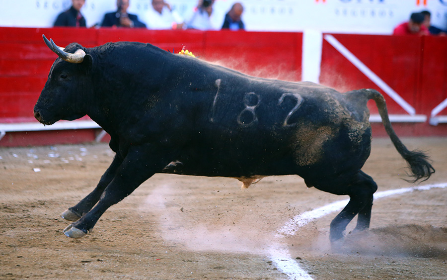 Anuncian cuatro festivales taurinos en León